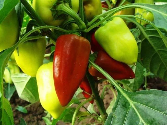 Mergulho de pimenta: como e quando mergulhar mudas