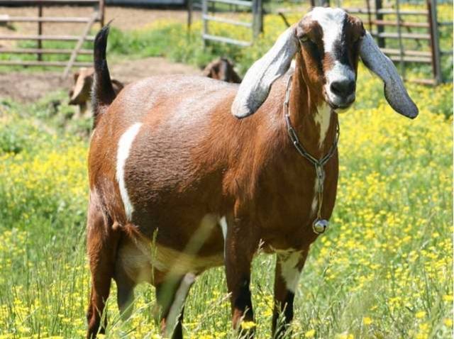 Cabras da Núbia
