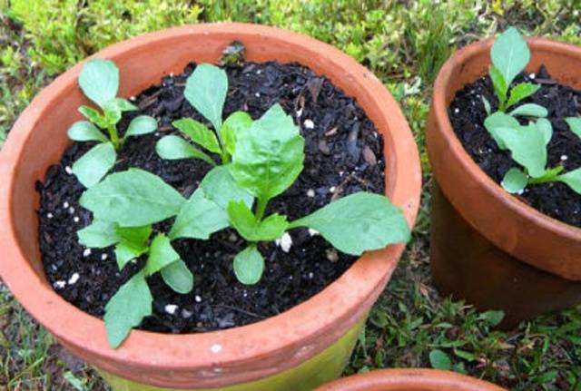 Dalias anuales: plantación y cuidado.