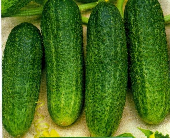 pepino libela