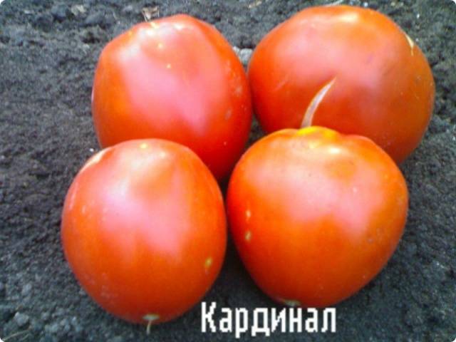 Кардинал