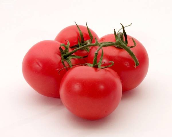 Tomates agrupados para campo abierto