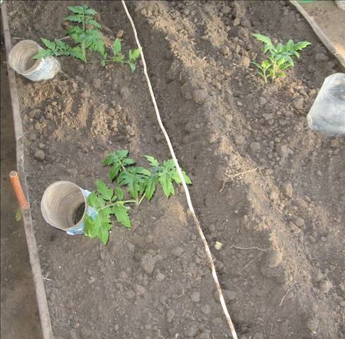 Plantio de mudas de tomate em estufa