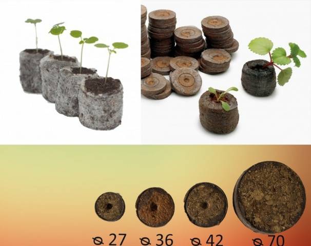 Com plantar petúnia en pastilles de torba