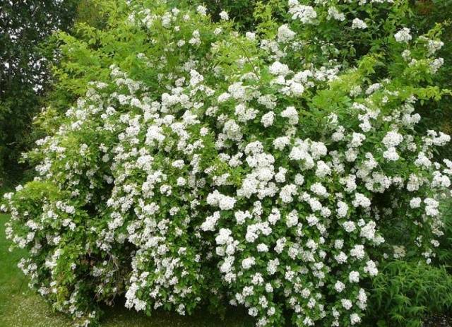 Multiflora