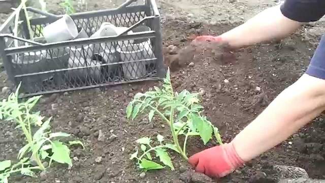 Wann man Tomatensämlinge auf offenem Boden pflanzt