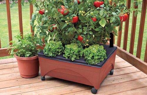 Tomate de plántula en el balcón