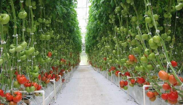 Gebündelte Tomaten für Gewächshäuser