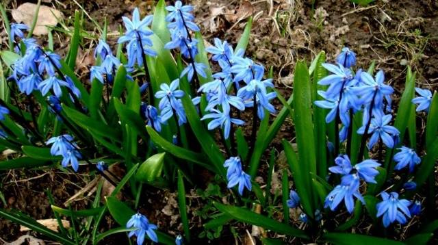 Scilla