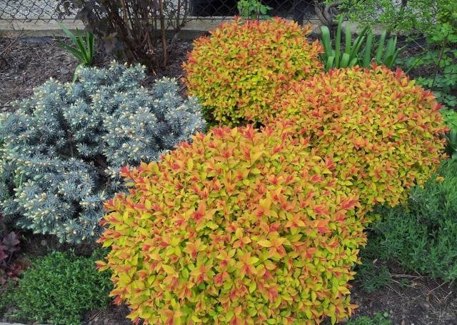 Spirea