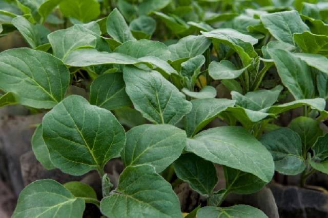 Plantando berinjelas para mudas