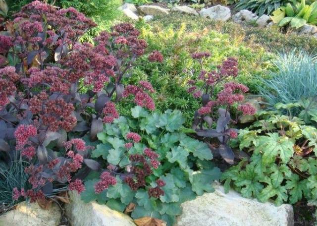 Mehrjährige Blumen für den Garten sind unprätentiös langblütig