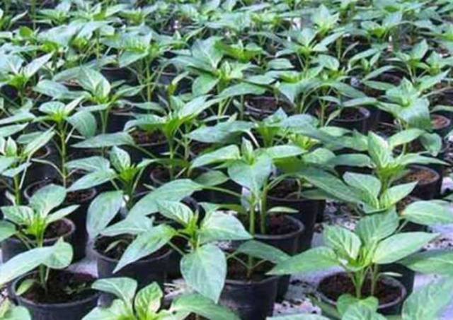 Cobertura de mudas de tomate e pimenta com remédios populares