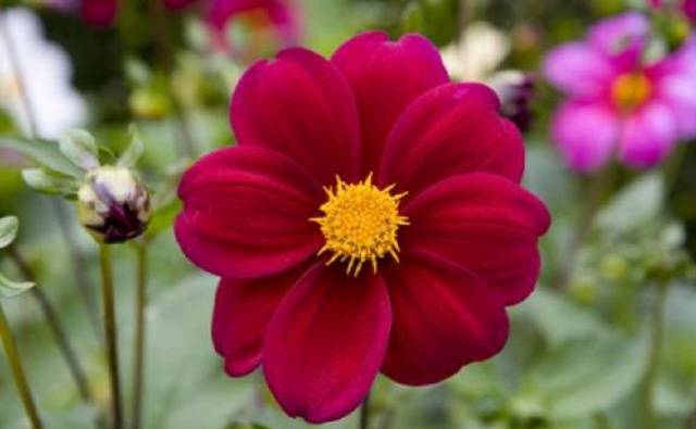 Dahlias Funny guys: