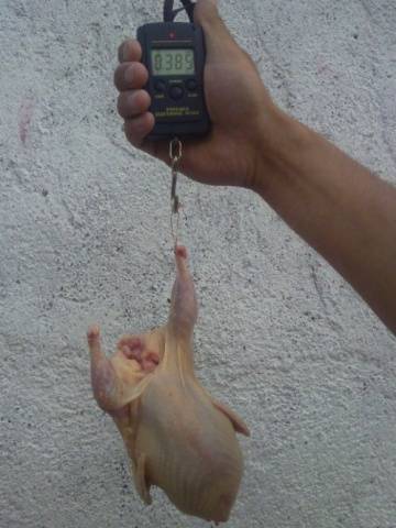 Broiler fürj