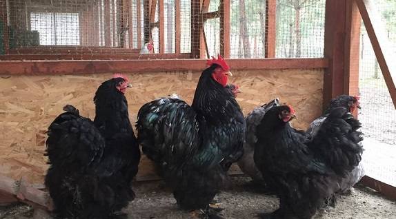 Raza de pollos Cochinquin