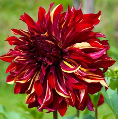 Dalia Espartaco Bohemio