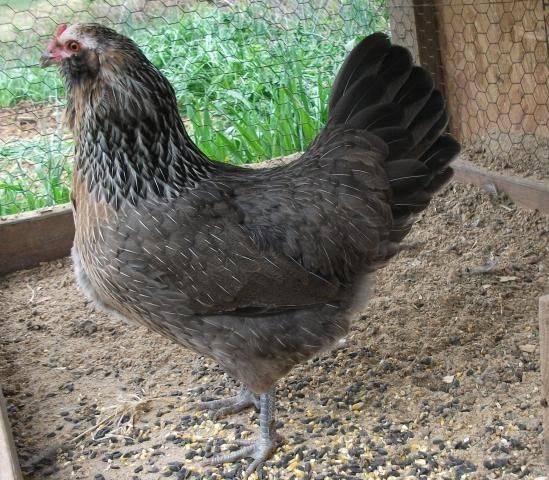 Csirkék Ameraucana