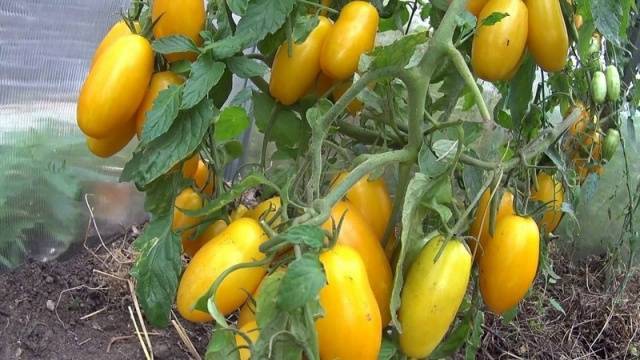 Pies de plátano