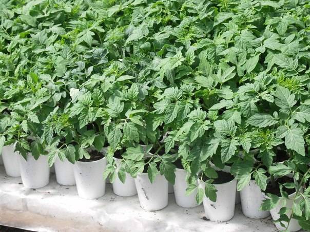 Suelo para plántulas de tomate.