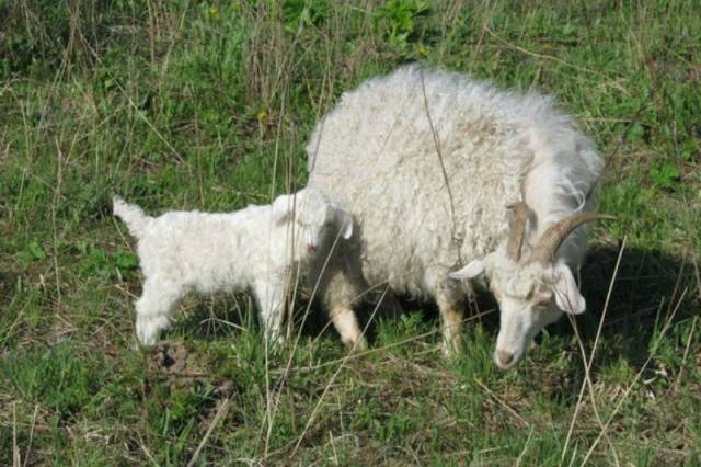 Cabras peludas