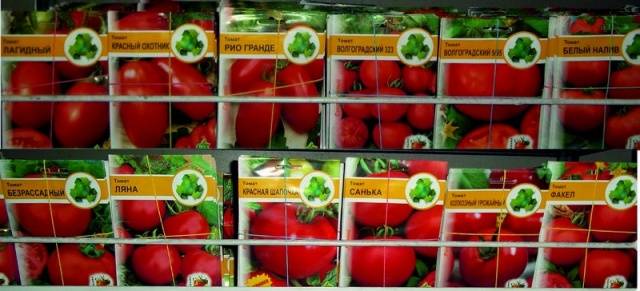Preparación de semillas de tomate para plantar plántulas.
