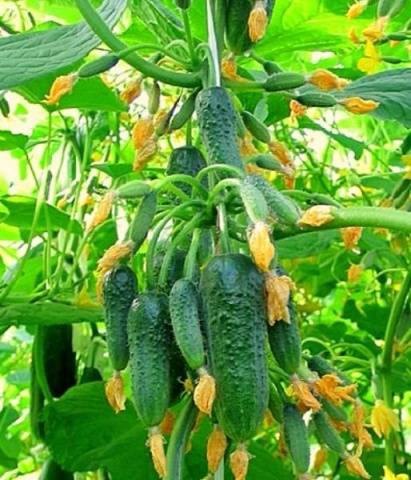 Brincos de esmeralda pepino