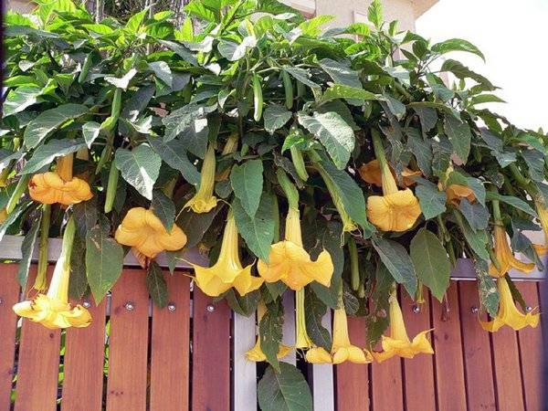 Brugmansia