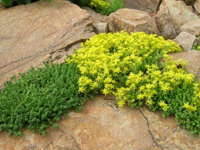 Sedum