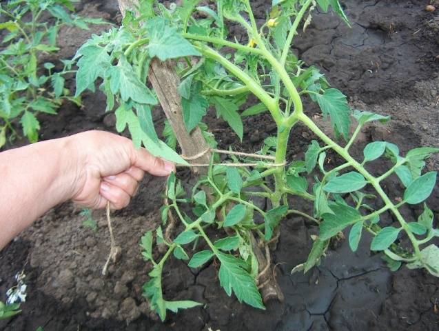 Wann man Tomatensämlinge auf offenem Boden pflanzt