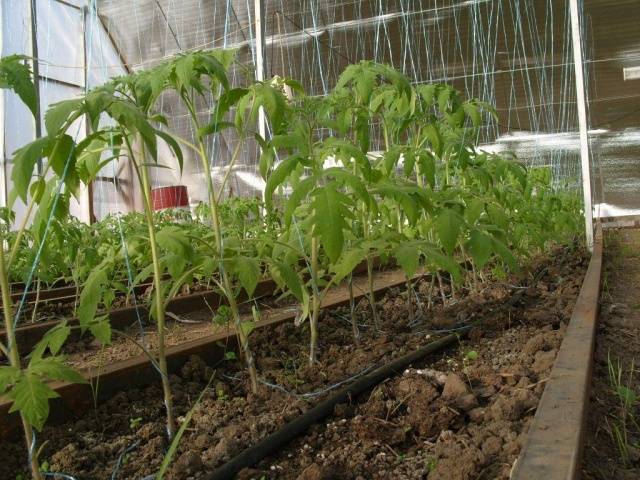 Plantio de mudas de tomate em estufa