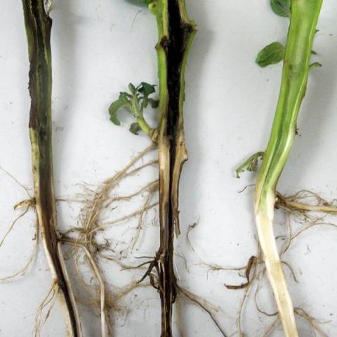 Black leg of pepper seedlings: what to do