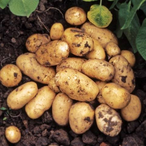 Variedades de batata precoce e super precoce: descrição, fotos, comentários