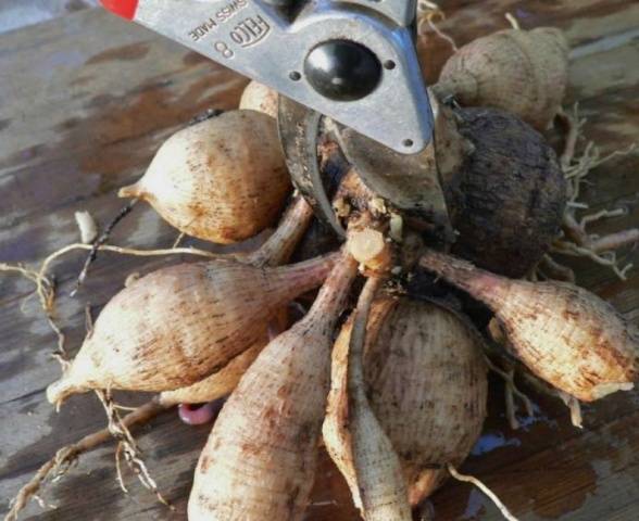 Dalias: cortar y dividir tubérculos.
