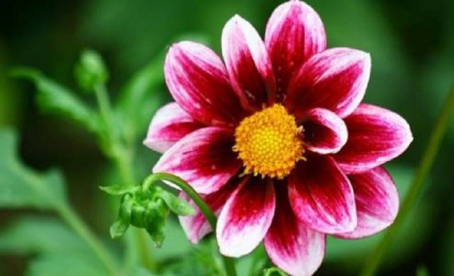 Dahlias Funny guys: