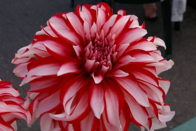 Dalia, santa claus