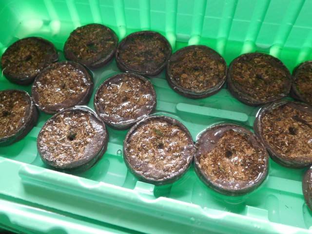 Com plantar petúnia en pastilles de torba