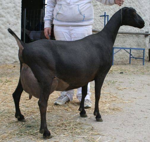 Ламанцха козе