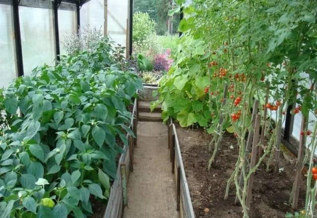 Aderezo de plántulas de tomate y pimiento.