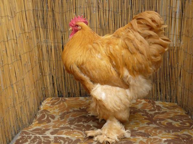 Raza de pollos Cochinquin