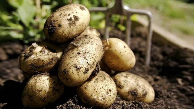 Procesamiento de papas antes de plantar