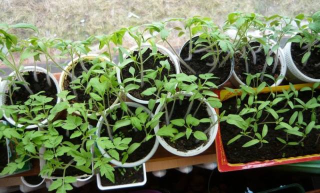 Cobertura de mudas de tomate e pimenta com remédios populares