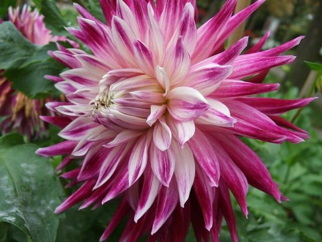 Dalia Vancouver