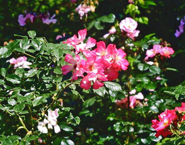 Varietat Notes de primavera