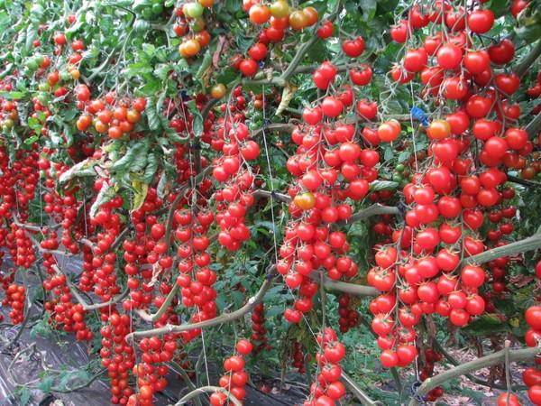 Gebündelte Tomaten für Gewächshäuser