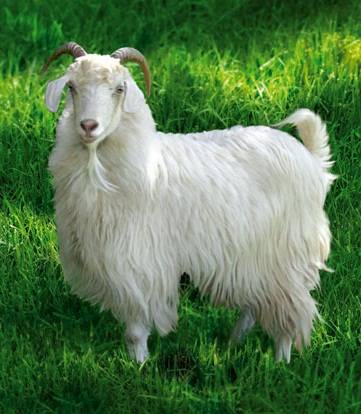 Cabras peludas
