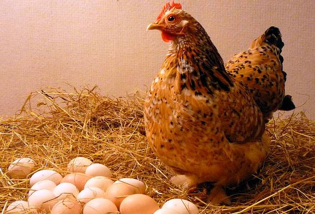 Legehennen: die besten Rassen, Beschreibung mit Foto