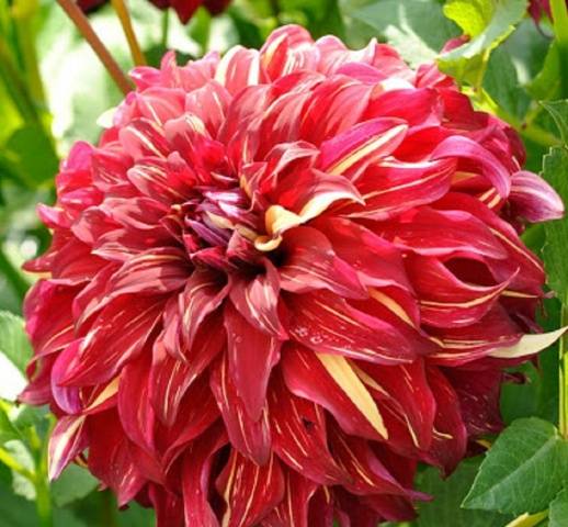 Dalia Espartaco Bohemio