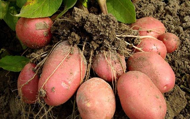 Bellarose Potatoes