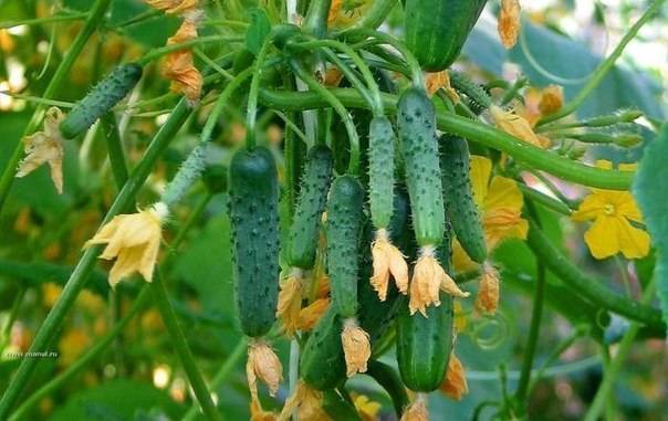 Brincos de esmeralda pepino